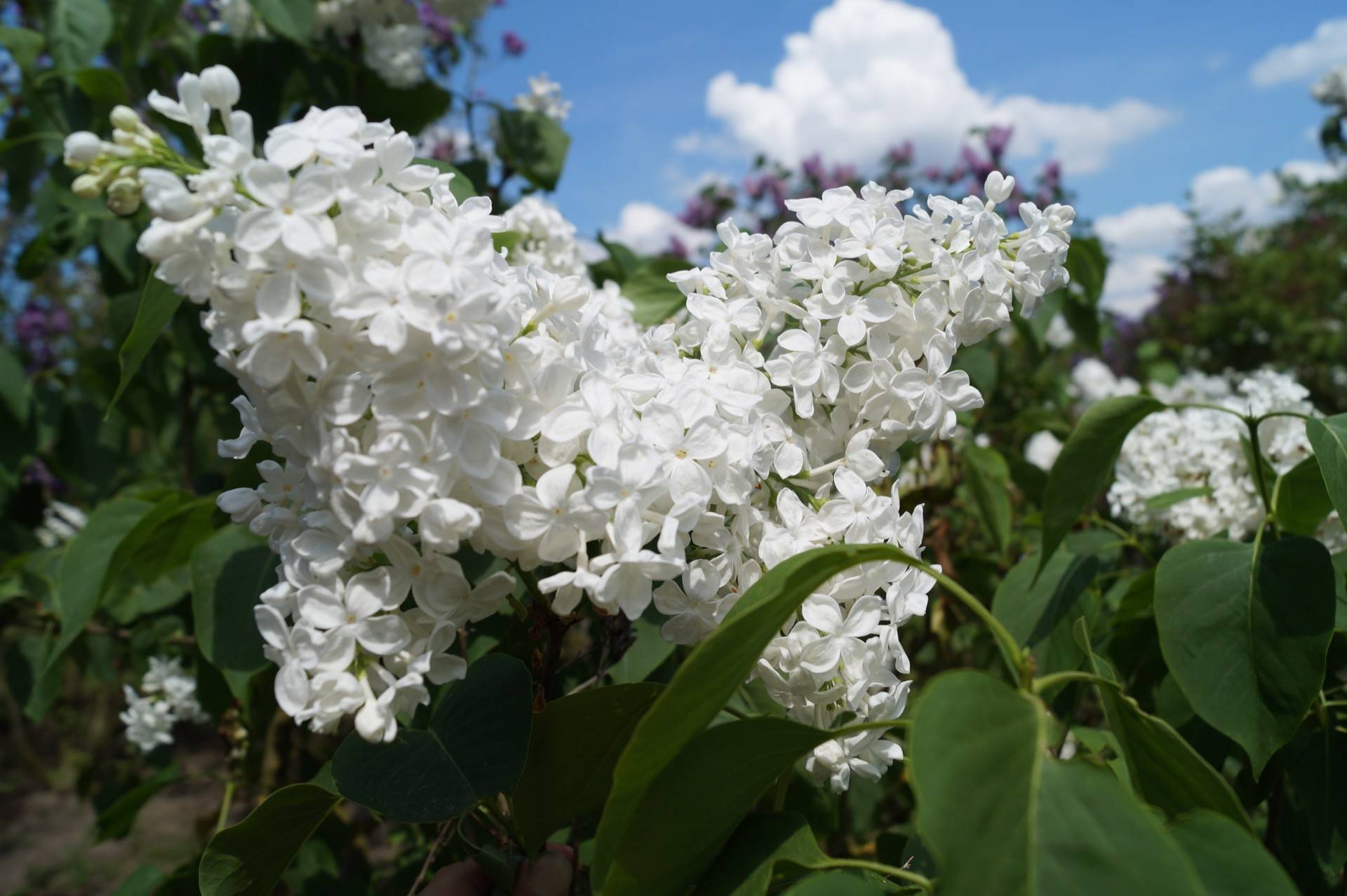 'Galina Ulanova' syringa vulgaris
